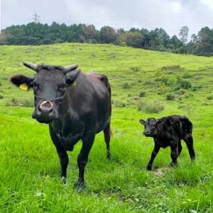 ハンバーぐりこ｜黒毛和牛農家直営のハンバーグ屋さん 